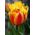 Tulpės Apeldoorn's Elite - pakuotėje yra 5 vnt - Tulipa Apeldoorn's Elite