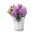 Hyacinthus Splendid Cornelia - Hyacinth Splendid Cornelia - 3 lampu