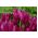 Tulipa Burgundy - توليب بورغوندي - 5 لمبات