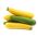 Zucchini - Mischung verschiedener Sorten - Cucurbita pepo - 14 Samen