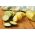 Zucchini semințe amestecate - Cucurbita pepo - 14 semințe