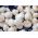 White field mushroom for home and garden cultivation