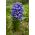 Hyacinthus plava jakna - zlatna jakna zumbula - 3 lukovice