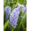 Hyacinthus Sky Jacket - Hyacinth Sky Jacket - 3 луковици