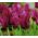 Tulipán Burgundy - csomag 5 darab - Tulipa Burgundy