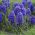 Hyacinthus plava jakna - zlatna jakna zumbula - 3 lukovice