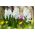 Hyacint-slægten - Aiolos - pakke med 3 stk - Hyacinthus