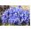 Iris Botanical Harmony - 10 bebawang - Iris reticulata