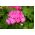 Sjemenke ružičaste geranije - Pelargonium - 10 sjemenki - Pelargonium L'Hér.