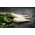 Peršinovo seme Lenka - Petroselinum crispum - 3000 semen - semena