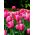 Tulipan Van Eijk - pakke med 5 stk - Tulipa Van Eijk