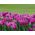 Tulpes Maytime - 5 gab. Iepakojums - Tulipa Maytime