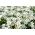 Snežno-poletno seme - Cerastium biebersteinii - 250 semen - semena