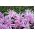 Colchicum Waterlily - Lăzăre de toamnă Șofran de floarea-soarelui - bulb / tuber / rădăcină