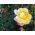 Stambiažiedė rožė - citrinos geltonai rožinė - vazoninis daigas - 