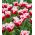 Tulipa Canasta - pacote de 5 peças