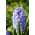 سترة صفير السماء - سترة صفير السماء - 3 البصلة - Hyacinthus