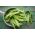 Семе воска пасуља Хилдс Нецкарконигин - Пхасеолус вулгарис - 20 семена - Phaseolus vulgaris L.