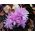 Colchicum Waterlily - शरद ऋतु मैदानी केसर Waterlily - 