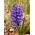 صفير بلو بيرل - 3 قطع - Hyacinthus