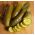 Castraveți Wisconsin SMR 58 semințe - Cucumis sativus - 250 de semințe