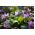 Erythronium Purple King - Psí zub Purple King - cibuľka / hľuza / koreň