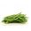 Wax Bean Hilds Hạt giống cây họ đậu - Phaseolus Vulgaris - 20 hạt - Phaseolus vulgaris L.