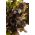 Šalát Red Salad Bowl semená - Lactuca sativa - 1150 semien - Lactuca sativa L. var. longifolia