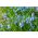 Rysk blåstjärna - paket med 10 stycken - Scilla siberica
