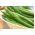 Νάνος Γαλλικά φασόλια Cropper Σπόροι Teepee - Phaseolus vulgaris - 120 σπόροι - Phaseolus vulgaris L.