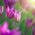 Tulipano Maytime - pacchetto di 5 pezzi - Tulipa Maytime