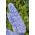 Dverg Delphinium blandede farger frø - Delphinium elatum