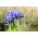 Recéshagymájú nőszirom - Harmony - csomag 10 darab - Iris reticulata