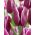 Tulp Arabian Mystery - pakket van 5 stuks - Tulipa Arabian Mystery