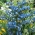 Modrá Svítí semena - Campanula drabifolia - 105 semen - Limonium sinuatum
