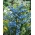 Modrá Svítí semena - Campanula drabifolia - 105 semen - Limonium sinuatum