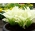 Hosta White Feather - Plantain Lily White Feather - củ / củ / rễ