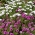 Семена африканской маргаритки - Osteospermum ecklonis - 35 семян - семена