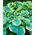 Hosta, Plantain Lily Francess Williams - cibuľka / hľuza / koreň