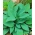 Hosta, Plantain Lily Halcyon - cibule / hlíza / kořen
