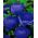 Renoncules - bleu - paquet de 10 pièces - Ranunculus