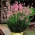 Rožnata sivka - 1 kos - Lavandula angustifolia