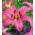 百合，百合亚洲粉红色 - 鳞茎/块茎/根 - Lilium Asiatic White