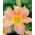 Hemerocallis, Daylily Catherine Woodberry - bebawang / umbi / akar - Hemerocallis hybrida Catherine Woodberry