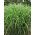 Miscanthus Zebrinus, Zebra Grass - Seedling