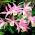 Садова орхідея - Pleione formosana