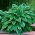 Hosta, Plantain Lily Crispula - bulb / tuber / root