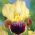 Iris d'Allemagne - Nibelungen - Iris germanica