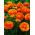Soleieslekta - Orange - pakke med 10 stk - Ranunculus