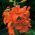 Lilium, Lily Asiatic Orange - củ / củ / rễ - Lilium Asiatic White